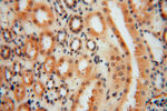 METTL6 Antibody in Immunohistochemistry (Paraffin) (IHC (P))