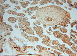 METTL6 Antibody in Immunohistochemistry (Paraffin) (IHC (P))
