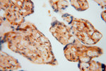 METTL6 Antibody in Immunohistochemistry (Paraffin) (IHC (P))
