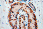 METTL6 Antibody in Immunohistochemistry (Paraffin) (IHC (P))