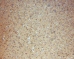 METTL6 Antibody in Immunohistochemistry (Paraffin) (IHC (P))