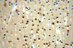 METTL6 Antibody in Immunohistochemistry (Paraffin) (IHC (P))