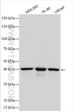 IMPACT Antibody in Western Blot (WB)