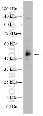 IMPACT Antibody in Western Blot (WB)