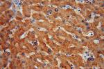 CYP2C8 Antibody in Immunohistochemistry (Paraffin) (IHC (P))
