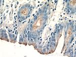 CCKAR Antibody in Immunohistochemistry (Paraffin) (IHC (P))
