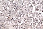 CYP19A1 Antibody in Immunohistochemistry (Paraffin) (IHC (P))