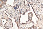 CYP19A1 Antibody in Immunohistochemistry (Paraffin) (IHC (P))