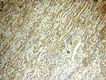 CYP19A1 Antibody in Immunohistochemistry (Paraffin) (IHC (P))