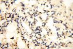 CYP19A1 Antibody in Immunohistochemistry (Paraffin) (IHC (P))