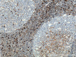CD16 Antibody in Immunohistochemistry (Paraffin) (IHC (P))