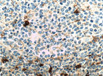 CD16 Antibody in Immunohistochemistry (Paraffin) (IHC (P))