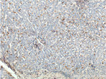 CD16 Antibody in Immunohistochemistry (Paraffin) (IHC (P))