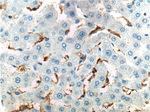 CD16 Antibody in Immunohistochemistry (Paraffin) (IHC (P))