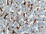 CD16 Antibody in Immunohistochemistry (Paraffin) (IHC (P))
