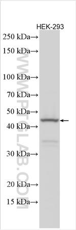 NSUN3 Antibody in Western Blot (WB)