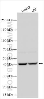 AGPAT4 Antibody in Western Blot (WB)