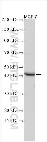 HAO2 Antibody in Western Blot (WB)