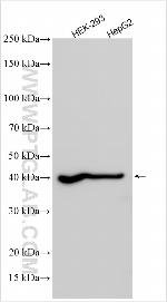 HAO2 Antibody in Western Blot (WB)