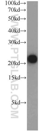 TMEM11 Antibody in Western Blot (WB)