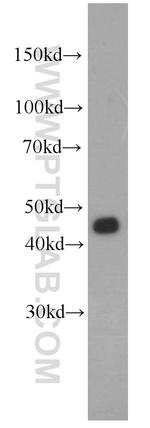 FUT6 Antibody in Western Blot (WB)