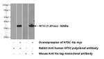 NT5C Antibody in Western Blot (WB)