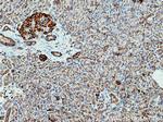 CTSZ Antibody in Immunohistochemistry (Paraffin) (IHC (P))