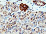 CTSZ Antibody in Immunohistochemistry (Paraffin) (IHC (P))