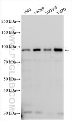 SLFN5 Antibody in Western Blot (WB)