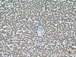 CFHR3 Antibody in Immunohistochemistry (Paraffin) (IHC (P))