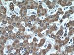 CFHR3 Antibody in Immunohistochemistry (Paraffin) (IHC (P))