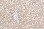 CFHR3 Antibody in Immunohistochemistry (Paraffin) (IHC (P))