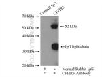 CFHR3 Antibody in Immunoprecipitation (IP)