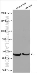 CFHR3 Antibody in Western Blot (WB)