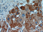 MRPL3 Antibody in Immunohistochemistry (Paraffin) (IHC (P))