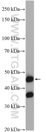NUPL2 Antibody in Western Blot (WB)