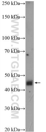 NUPL2 Antibody in Western Blot (WB)