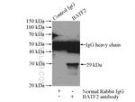 BATF2 Antibody in Immunoprecipitation (IP)