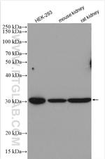 IMPA1 Antibody in Western Blot (WB)