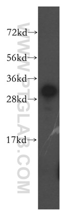 IMPA1 Antibody in Western Blot (WB)
