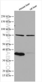 SDS Antibody in Western Blot (WB)