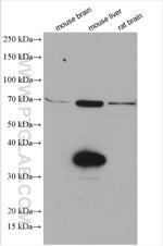 SDS Antibody in Western Blot (WB)