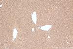 ZNHIT1 Antibody in Immunohistochemistry (Paraffin) (IHC (P))