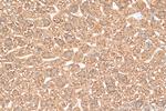 ZNHIT1 Antibody in Immunohistochemistry (Paraffin) (IHC (P))