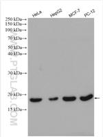 ZNHIT1 Antibody in Western Blot (WB)