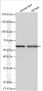 TP53I13 Antibody in Western Blot (WB)
