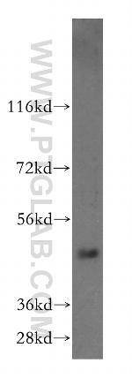 SMAP2 Antibody in Western Blot (WB)