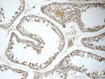 HEXIM2 Antibody in Immunohistochemistry (Paraffin) (IHC (P))
