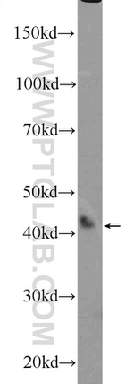 HEXIM2 Antibody in Western Blot (WB)