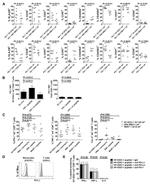 CD273 (B7-DC) Antibody in Flow Cytometry, T-Cell Activation (Flow, TCA)